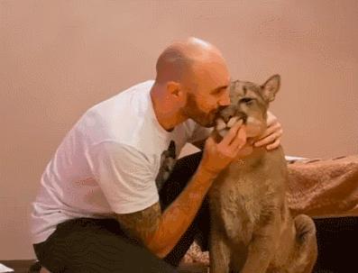 瑞士猫和俄罗斯猫,俄罗斯猫西伯利亚猫