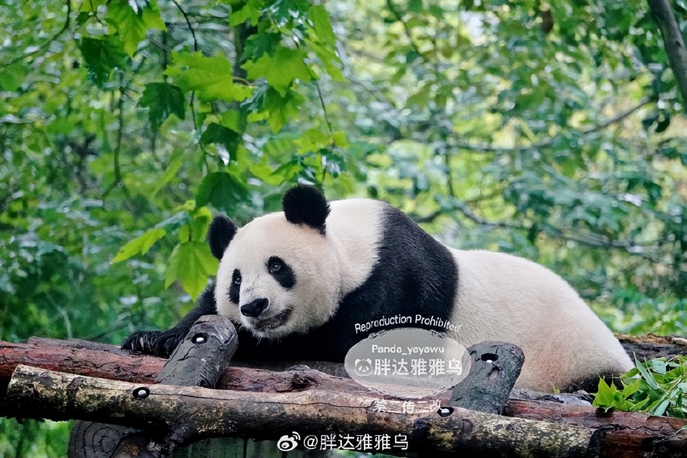 不高的高高和他不白的老婆白云——91年出生的童颜女神大熊猫白云