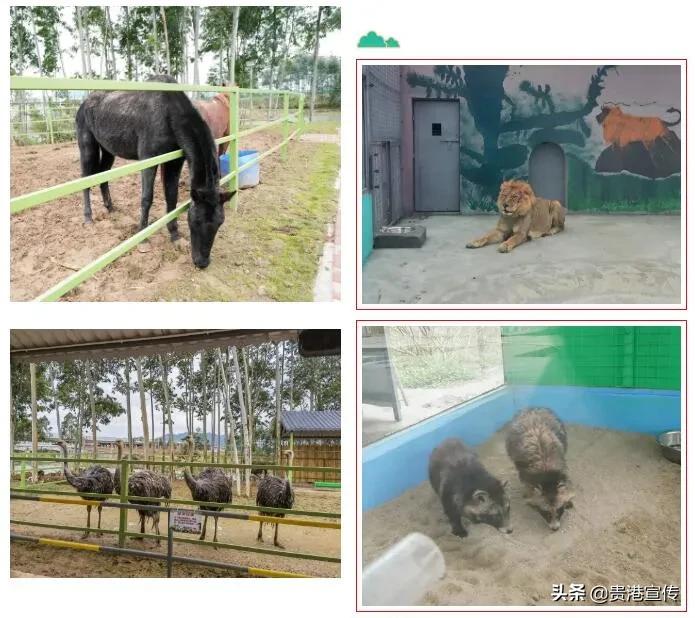 春节贵港一日游最佳攻略,春节贵港去哪里玩