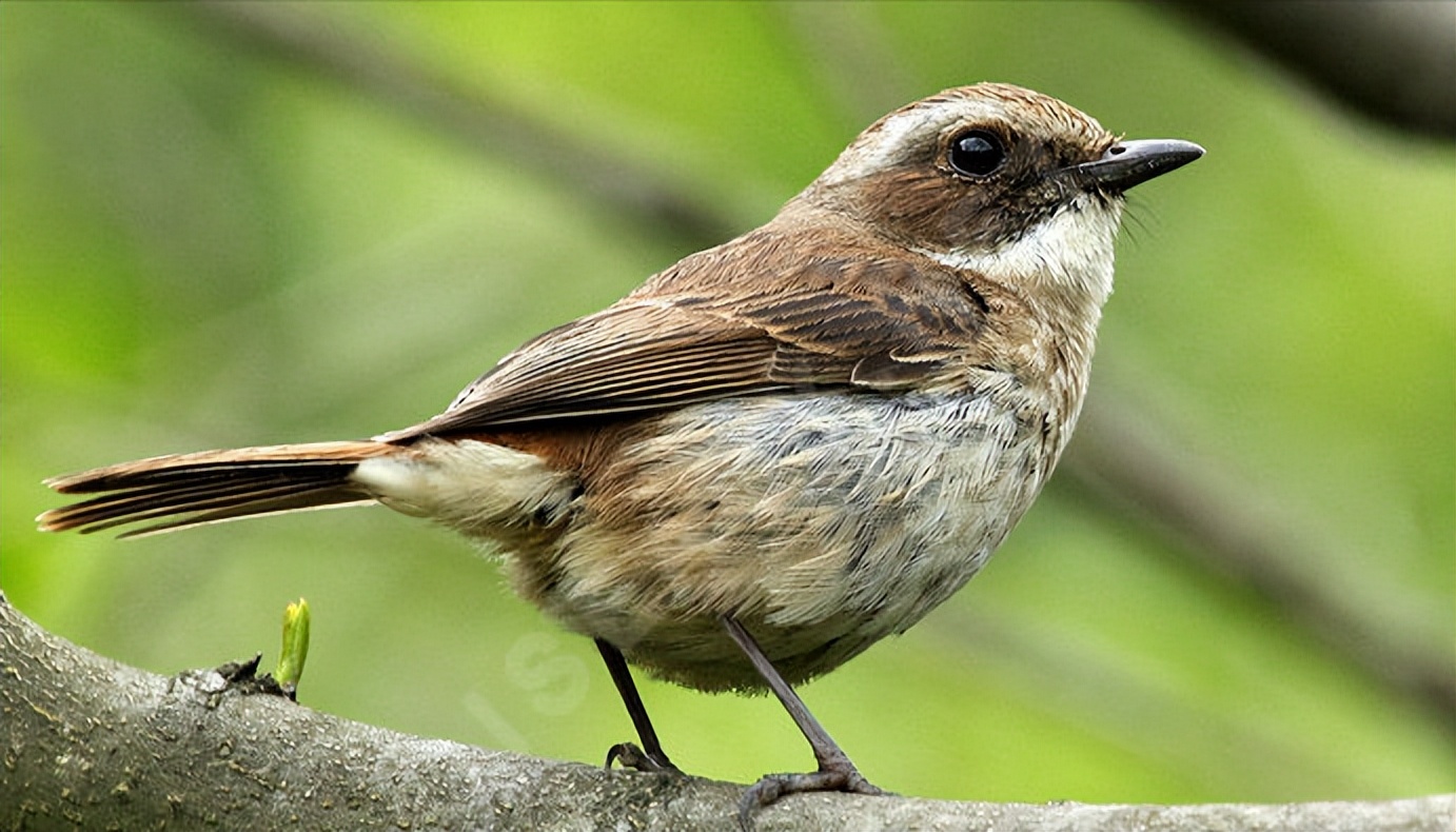 所有鸟图片大全大图,50张最佳鸟类摄影作品