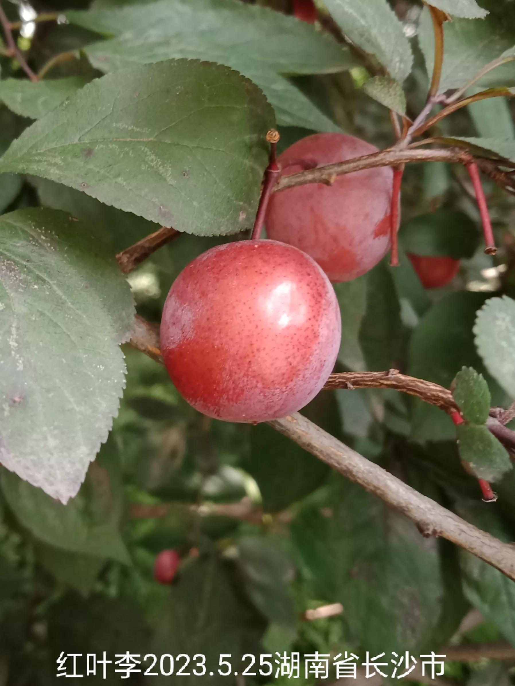微信群忘保存找不到怎么办,微信群没保存通讯录丢失怎么找回