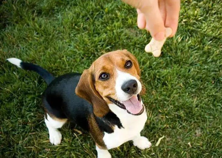 狗狗不会站怎么教,狗狗不会躺怎么教