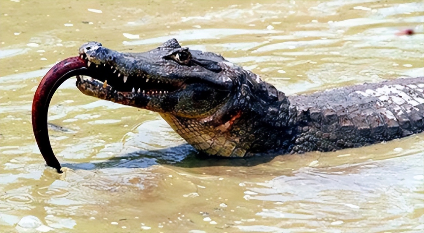 鳄鱼袭击电鳗打法视频,鳄鱼袭击鳗鱼