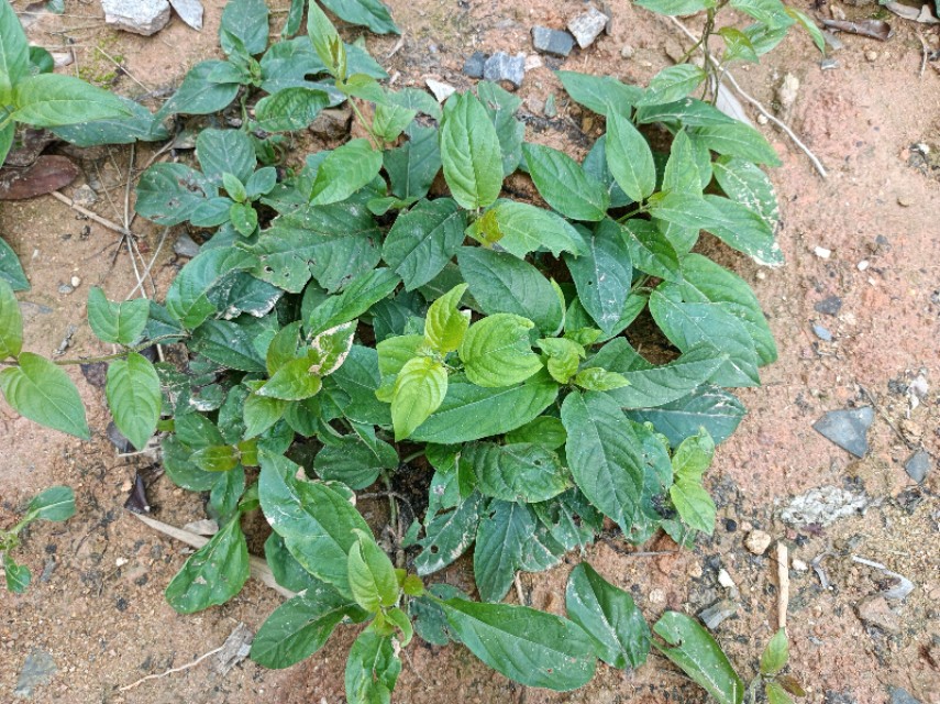 闻起来奇臭无比吃起来美味至极,闻鸡屎的臭味有什么影响