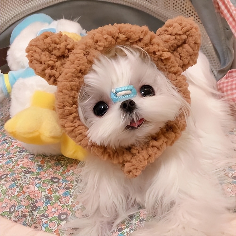 什么狗最真诚最好养,一生必养的7种狗