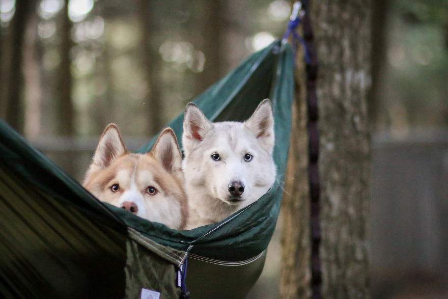 打断狗狗交配，会带来什么后果？