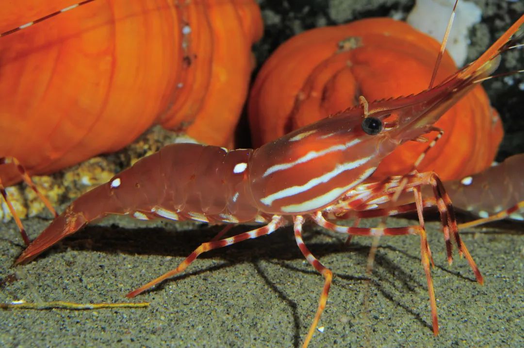 北极甜虾应该解冻后还是直接水煮,北极甜虾解冻冰箱可以放多久时间