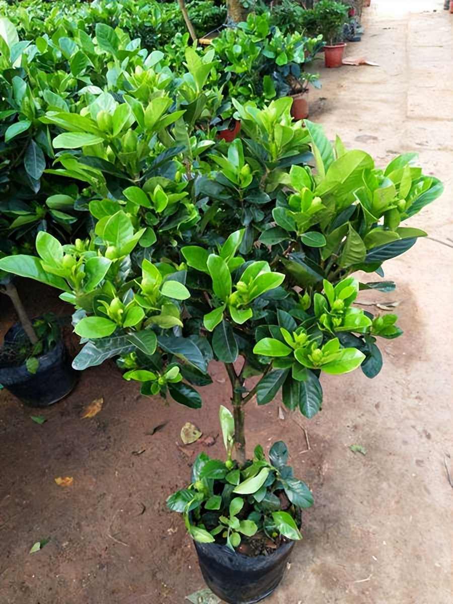 水培栀子花叶子发黑出油,怎样养好栀子花盆栽视频