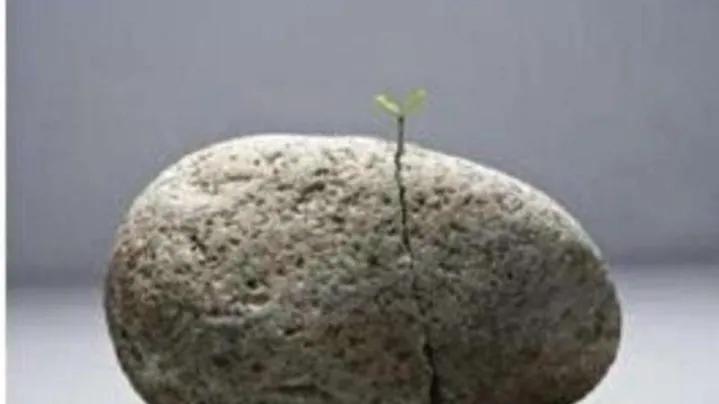 认识植物种子科普,认识各种有趣的植物种子