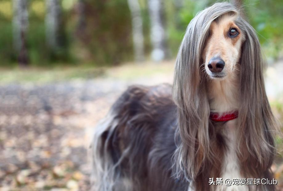 狗狗掉毛都快秃了还痒,狗狗尾巴毛掉秃了怎么回事