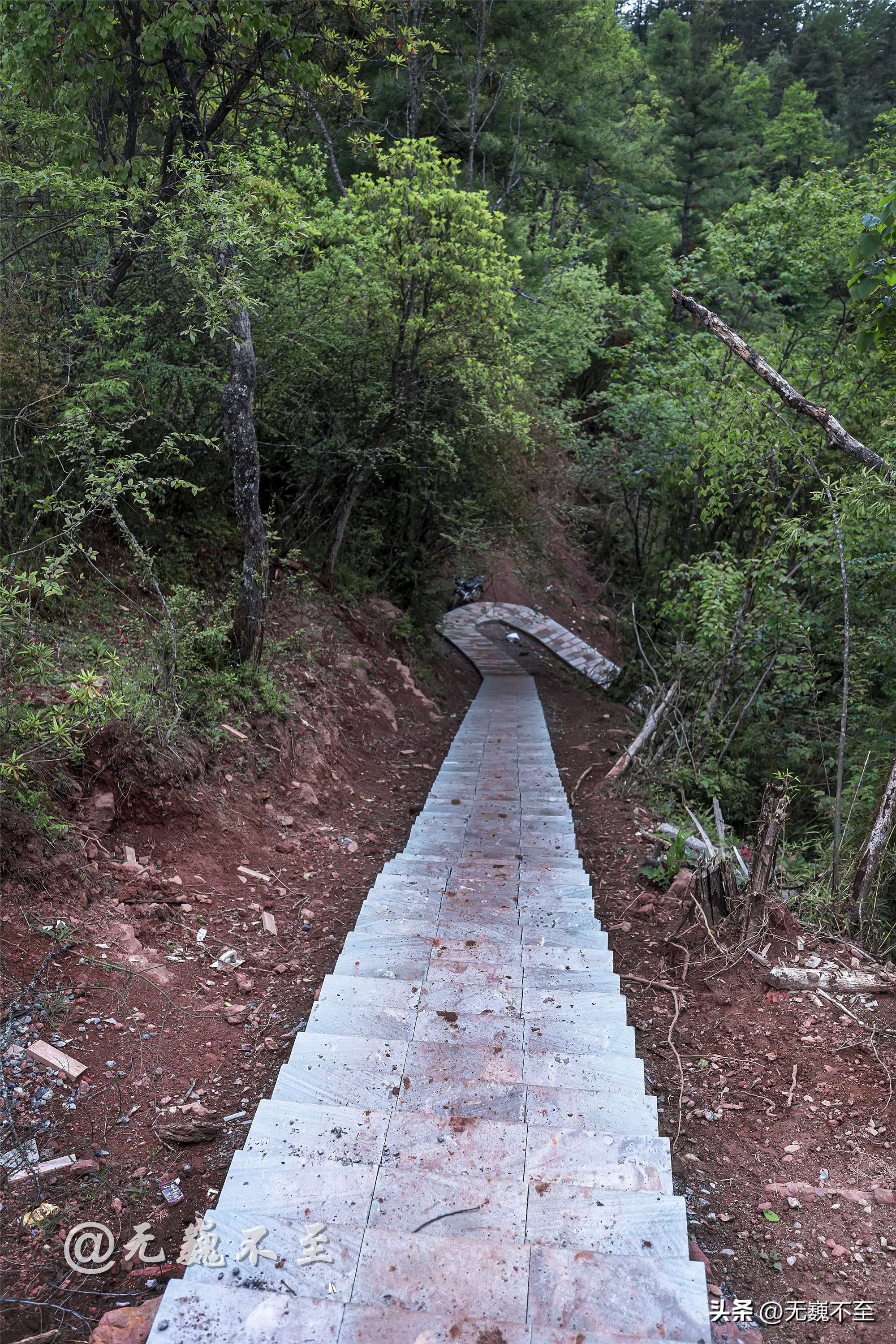 四川雅安桌山黑石公园郁金香绽放,川东灯台报春花