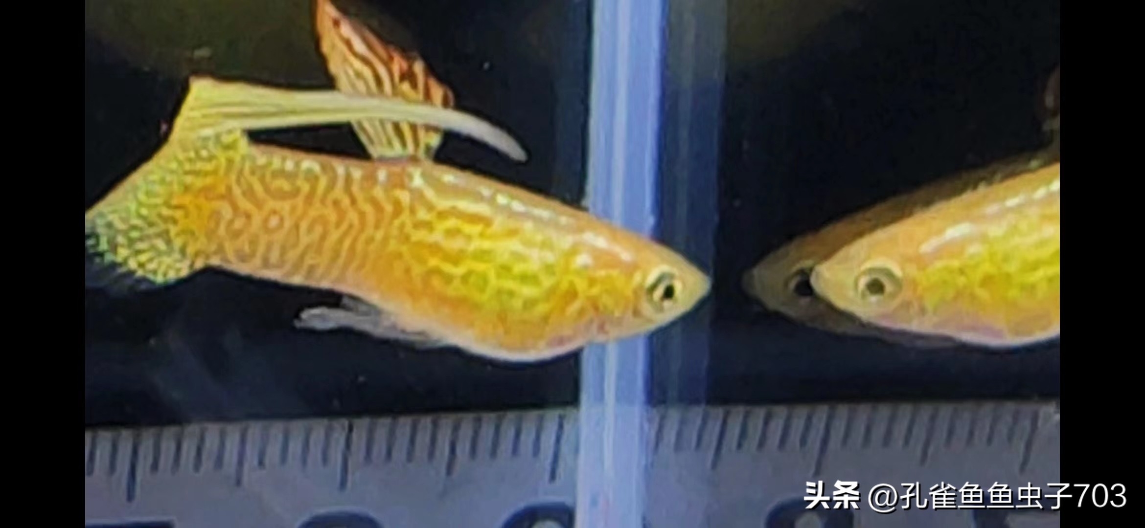 春季鱼为什么死亡如何救活,自己养的鱼无征兆死亡怎么回事