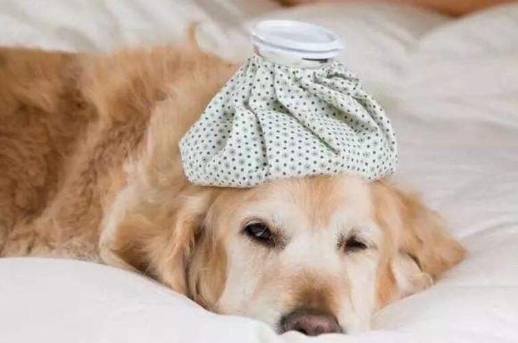 公狗绝育后蛋蛋会退化吗,公狗绝育后体型会变大吗