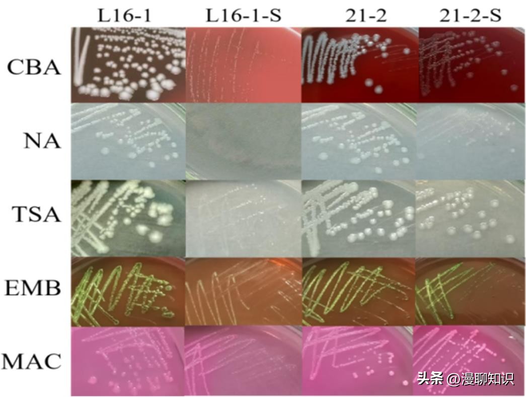 大肠杆菌的结构名称,大肠杆菌菌株基因型