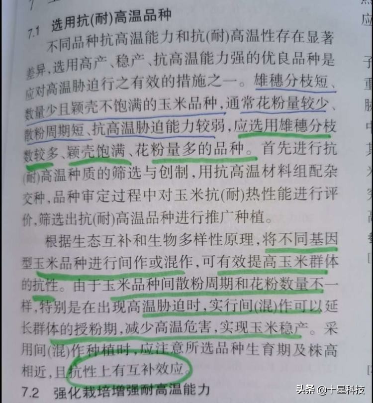 玉米混播高产吗,玉米混播有哪些品种