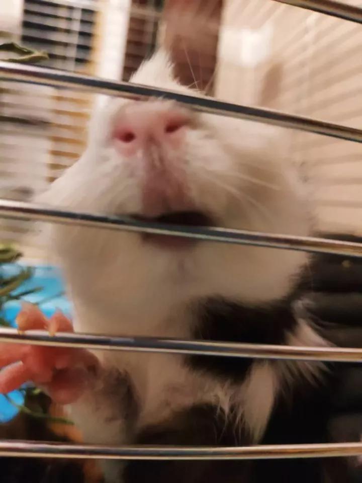 荷兰猪啃纸箱子有危害吗,荷兰猪咬纸箱怎么办