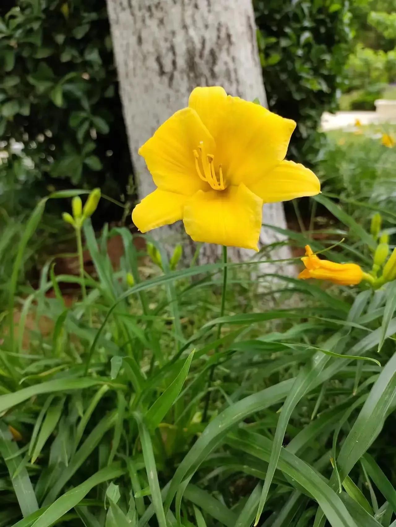 优美的萱草花,大花萱草好看的品种