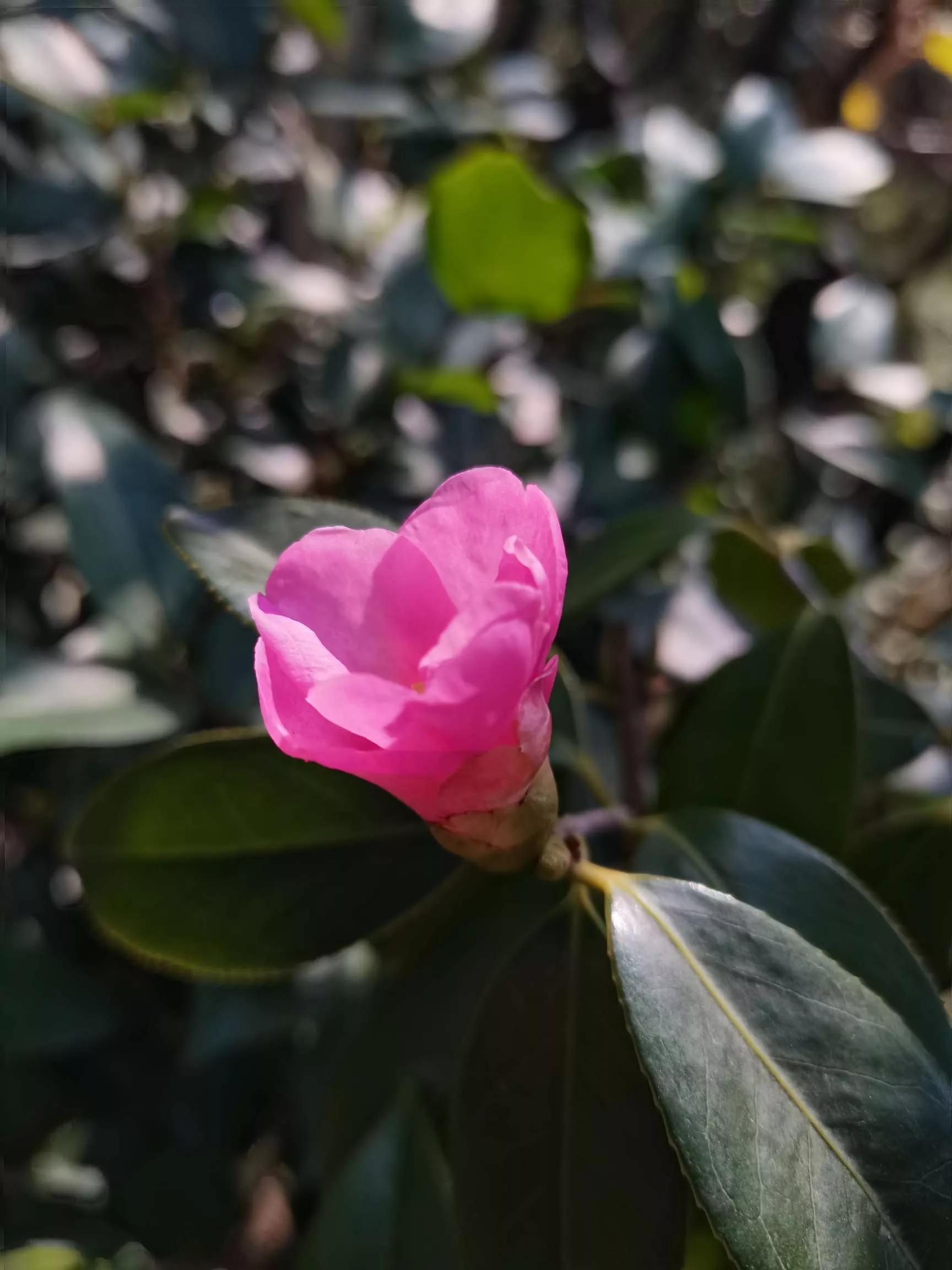 认识各种花卉名称,认识各种花的名字