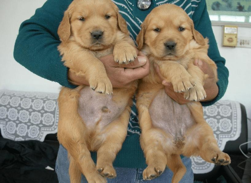 养公狗的5大好处你知道吗,养公狗的这些优势你知道吗