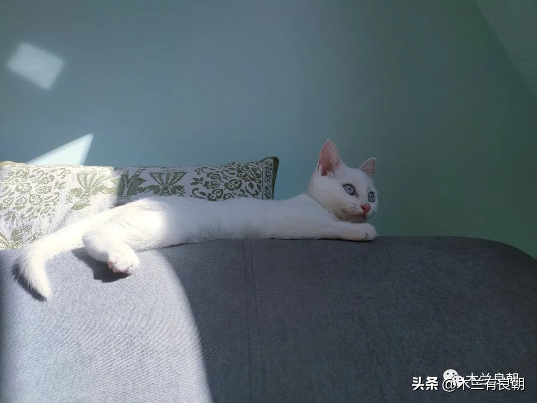 这回这妖精是真的要拆家了