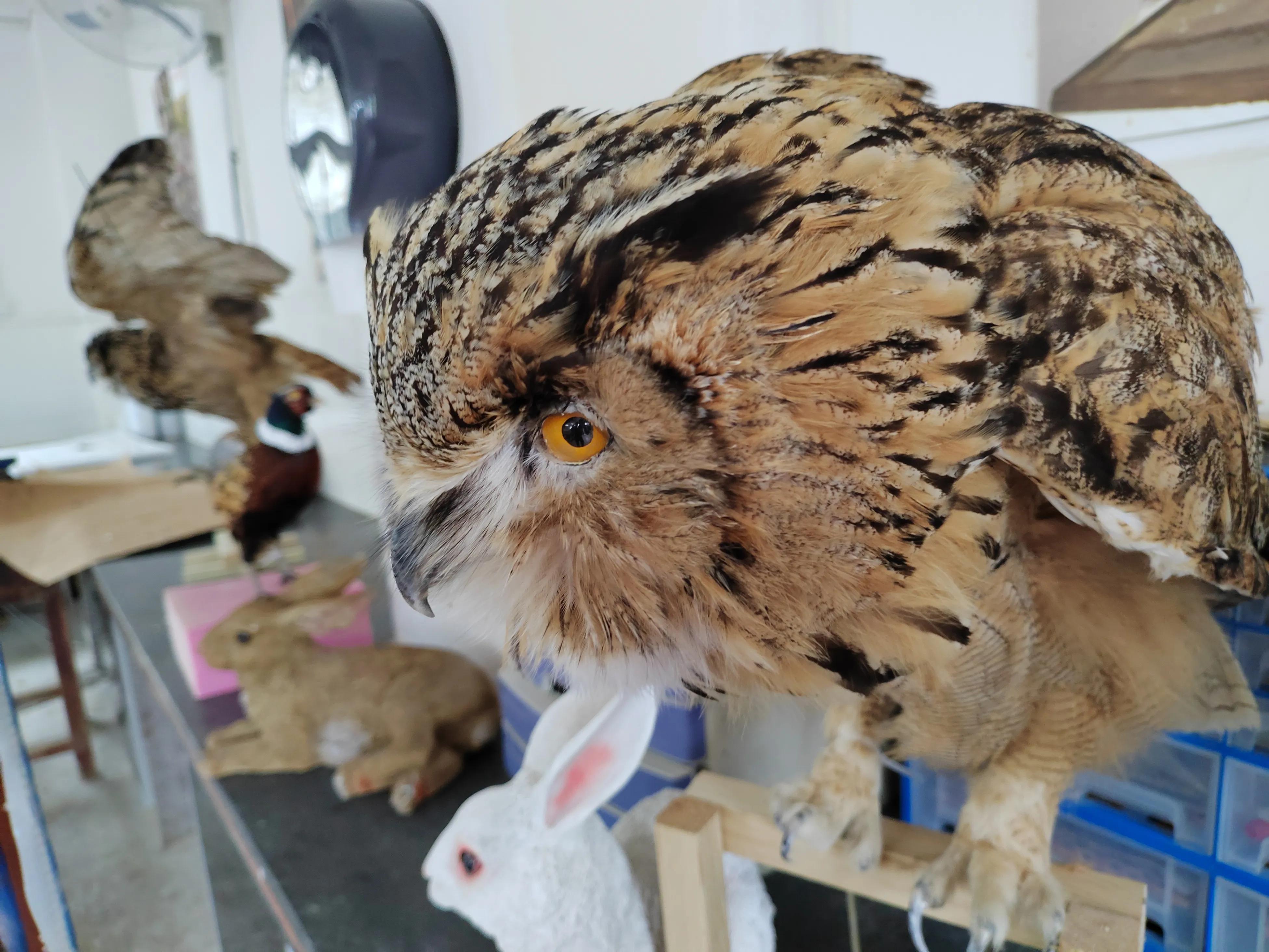 复制宠物赚“情感钱”，山村小伙走出条不同寻常人生之路