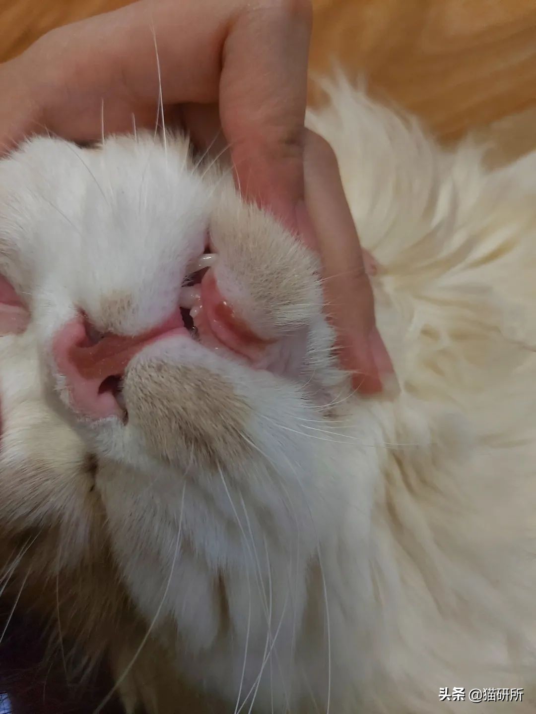 猫咪嘴巴突然肿了怎么办？真不是上火
