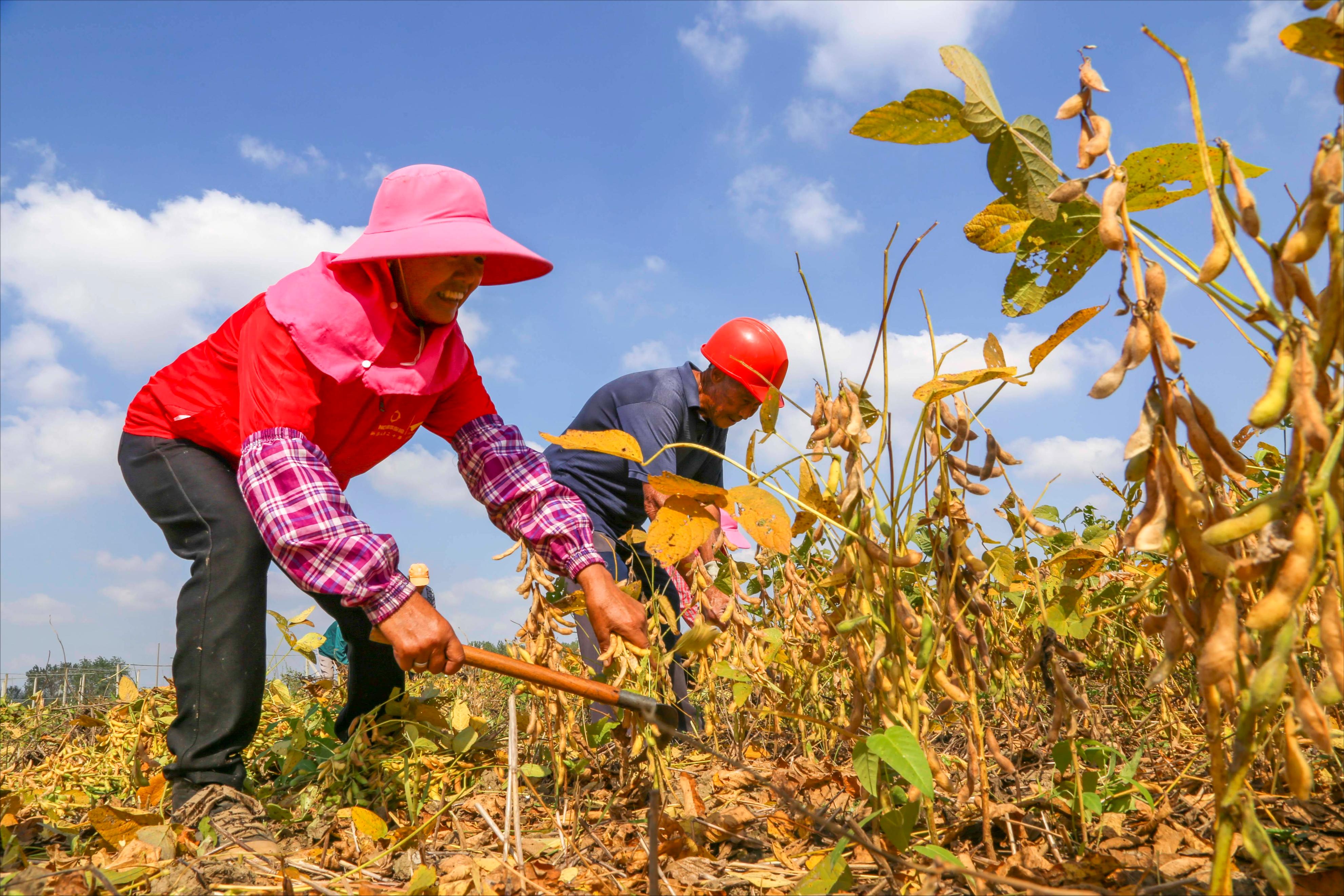 河南民工买绿马甲,买绿马甲被判十三年
