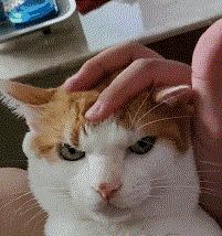 *井樱**孝宏得到老婆原谅NSPro将由马力欧护航？