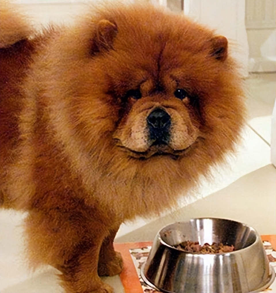 松狮犬有资格养它的人真的不多,松狮犬为什么不建议养