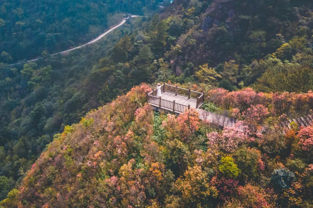 猫咪走太空步原视频最火,猫咪壁虎漫步视频