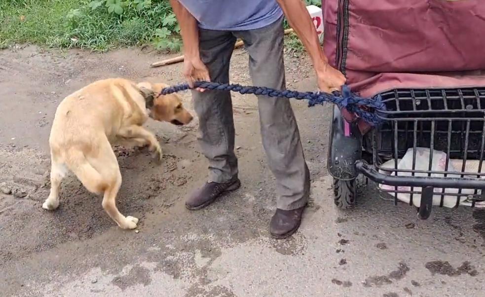 拉布拉多疑遭主人卖给狗贩子,拉布拉多成年犬易主