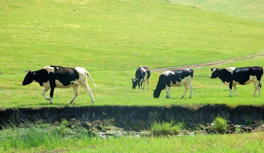特仑苏和金典哪个比较贵,金典和特仑苏哪个更适合小孩喝