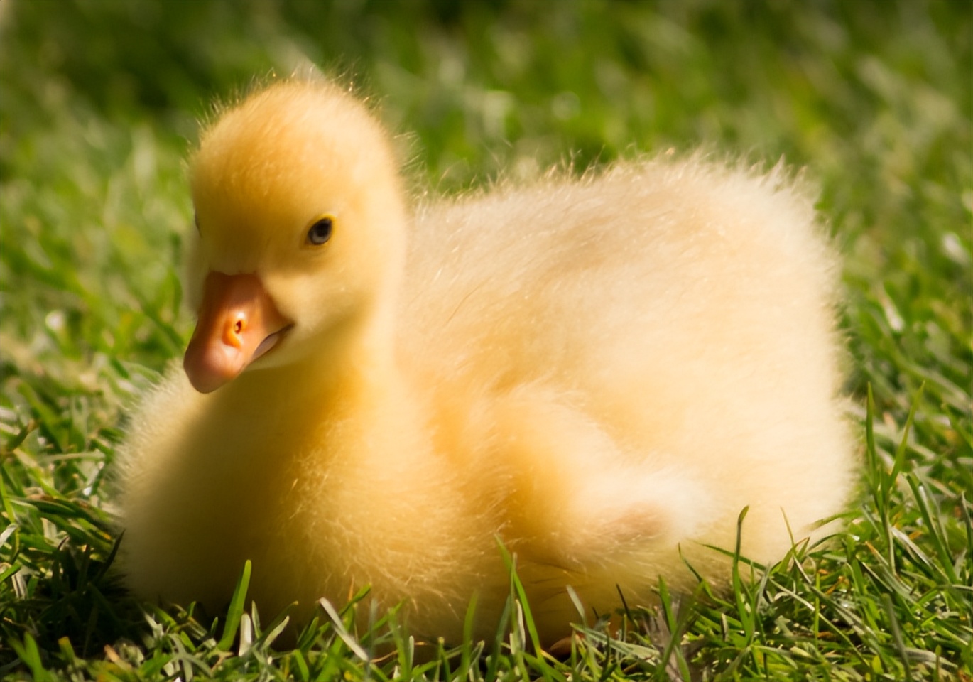 鸭子瘫痪了,鸭子瘫痪不吃东西