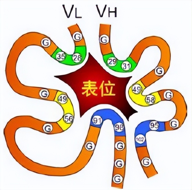 海洋动物体内的原肌球蛋白含量，是否会引起人体食物过敏？