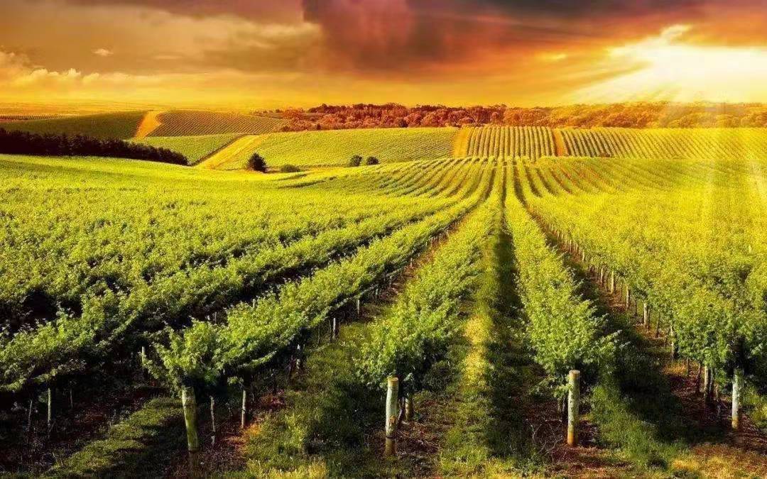 有机农产品更安全,生态有机农业