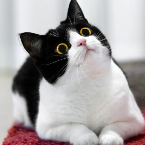 旺财家猫,猫咪旺财的10个特征