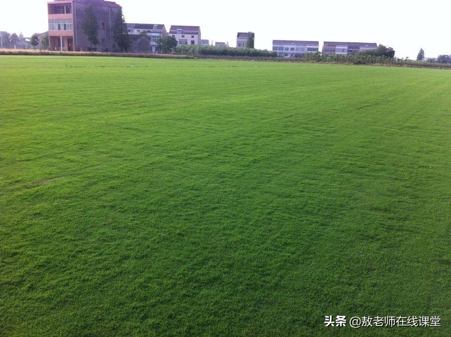 景观园林设计草坪作用,草坪景观设计原则