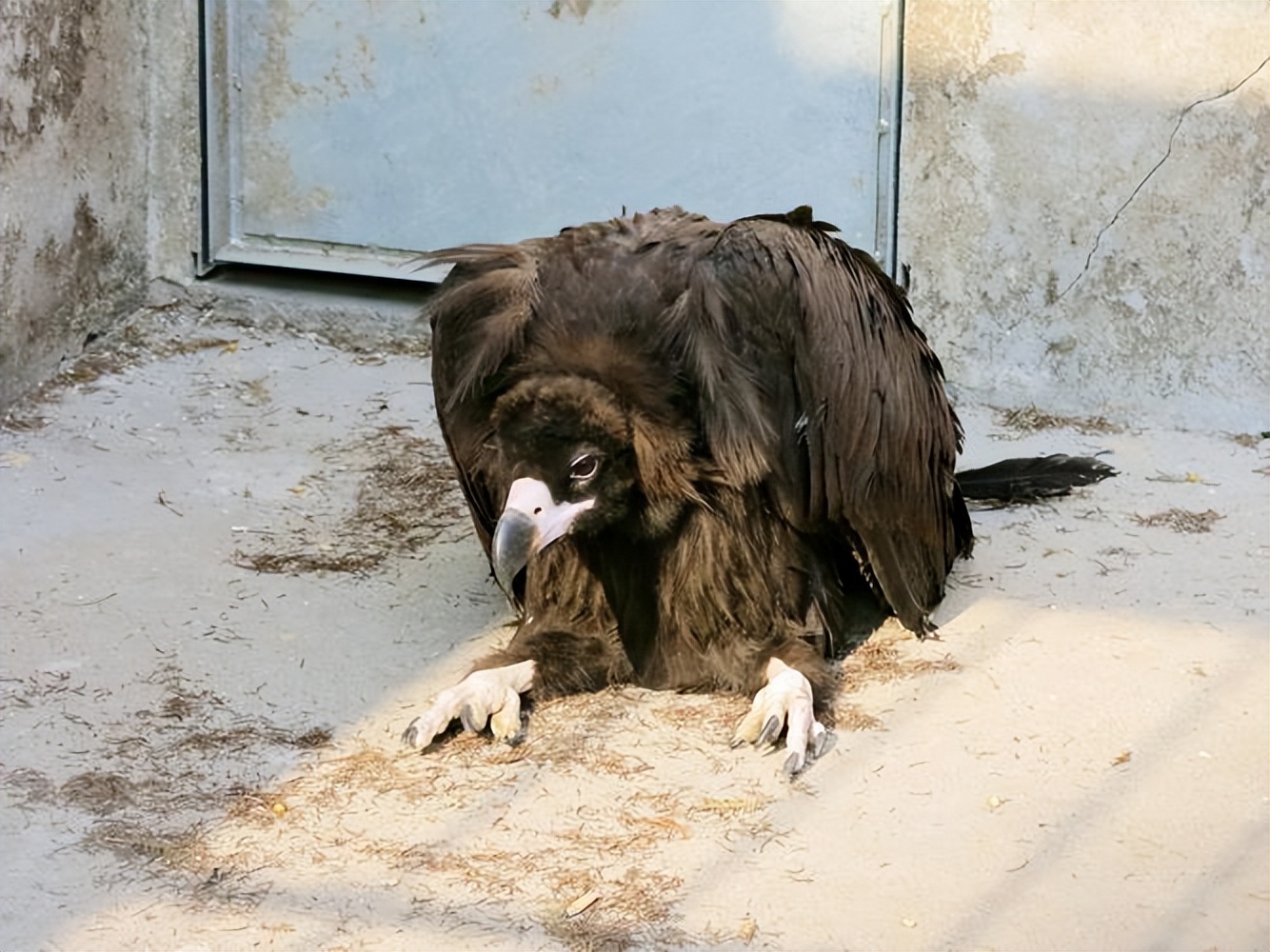 河北出现大鸟喜鹊追随,河北上空惊现大鸟原视频