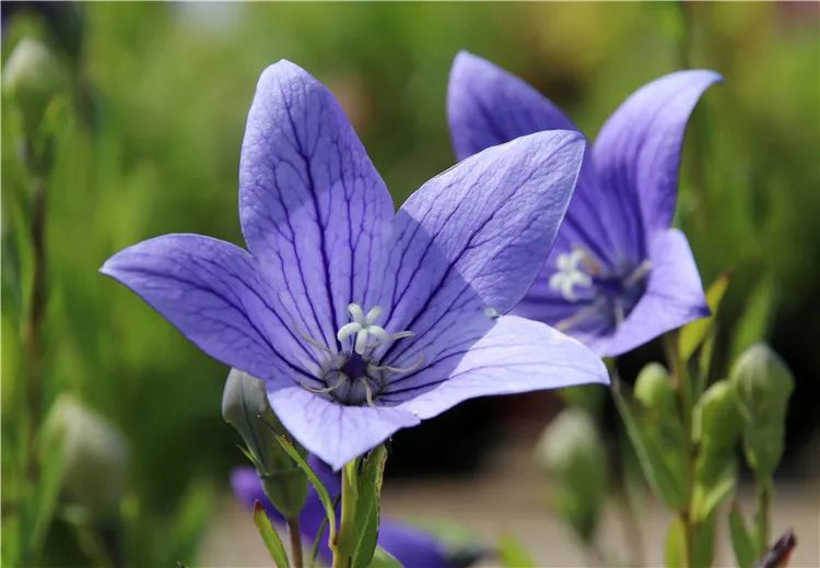 花语大全10000种花的花语,100种常见花的花语大全