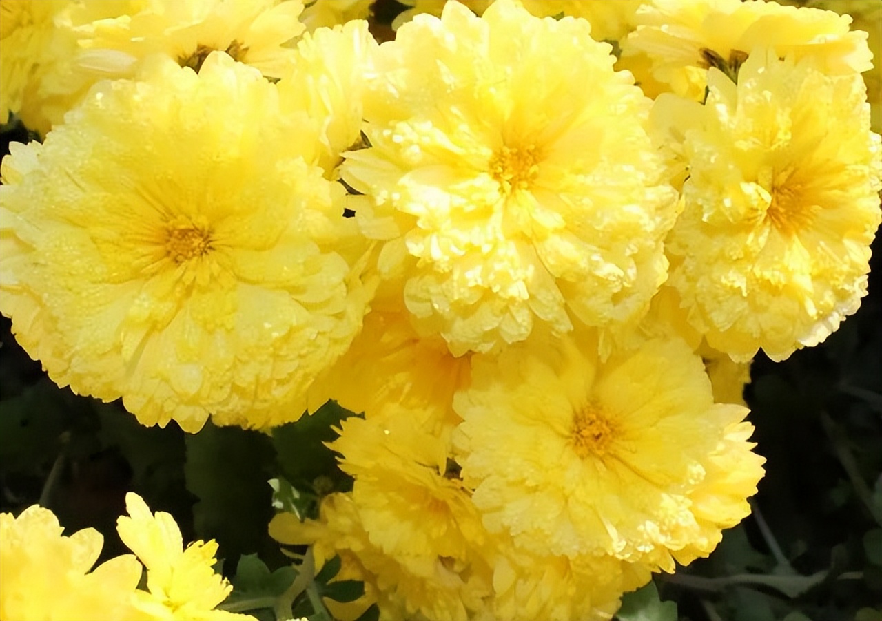 哪几种菊花茶的口感比较棒,有没有好一点的菊花茶推荐