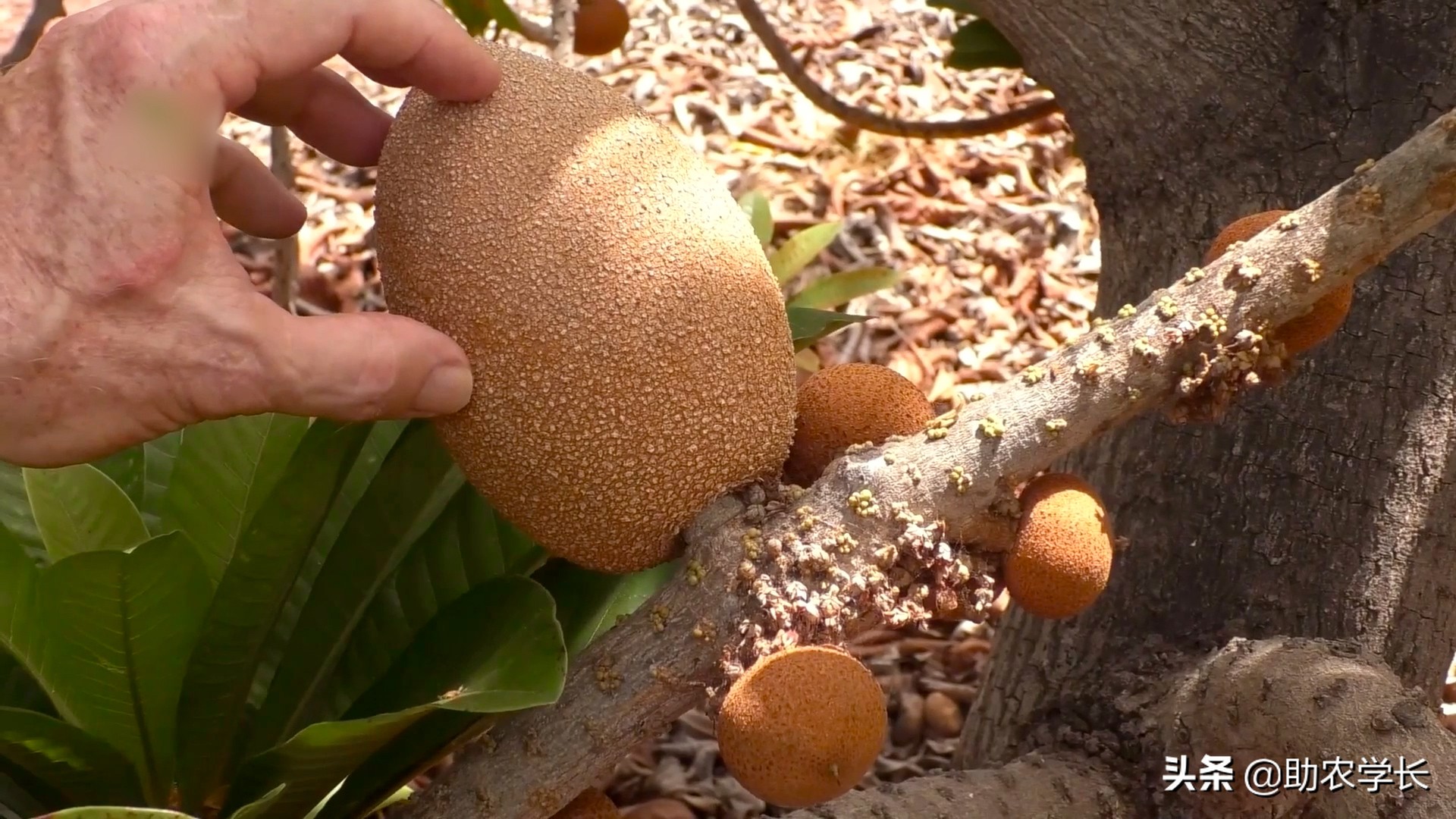 妈米果多少价位,妈咪果好吃吗