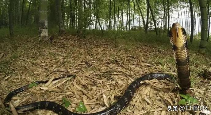 广西男子被眼镜王蛇咬,老汉被眼镜王蛇咬伤