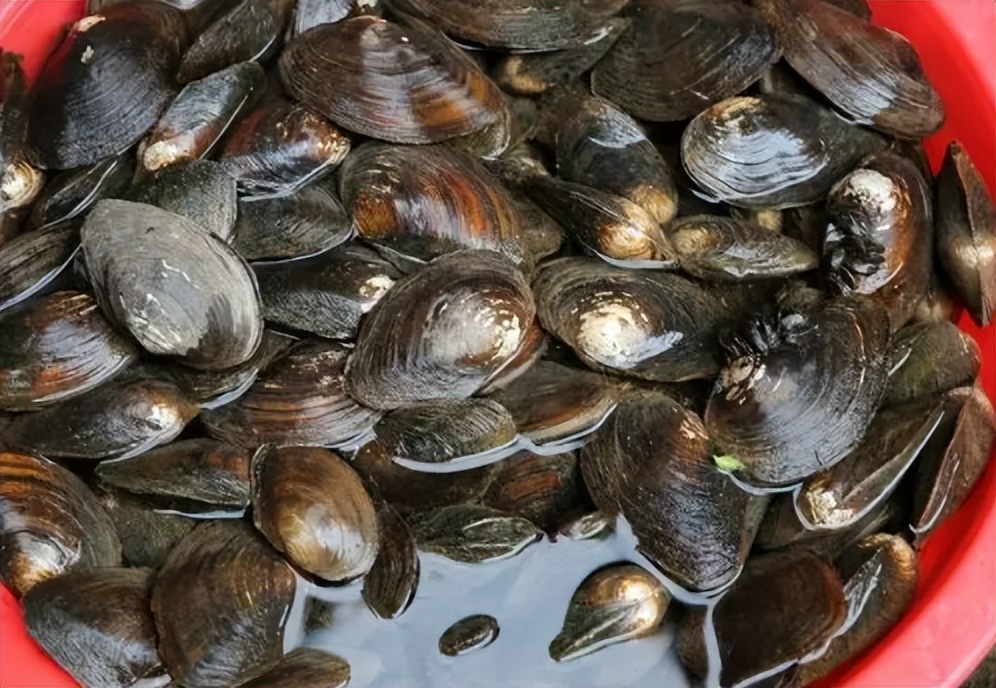 正在逐渐消失的6种河鲜,正在逐渐消失的五种河鲜