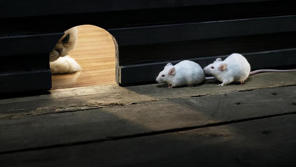 鼠王被抓叫来老鼠报复咬人,老鼠爬到床上为什么还会咬人