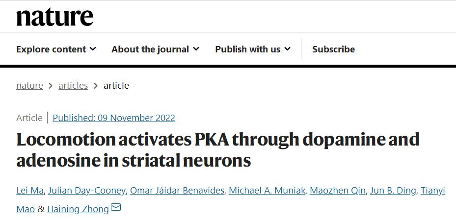 为治疗帕金森病带来新方法，北大发现大脑控制运动的“刹车”机制