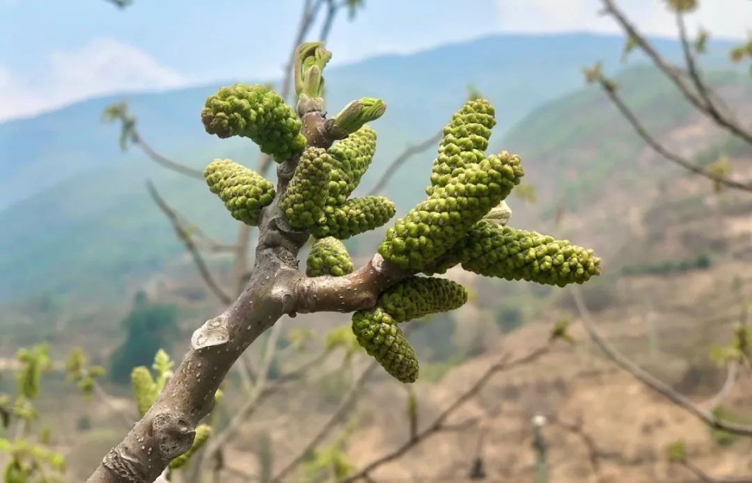 大理核桃花,大理赏花食花