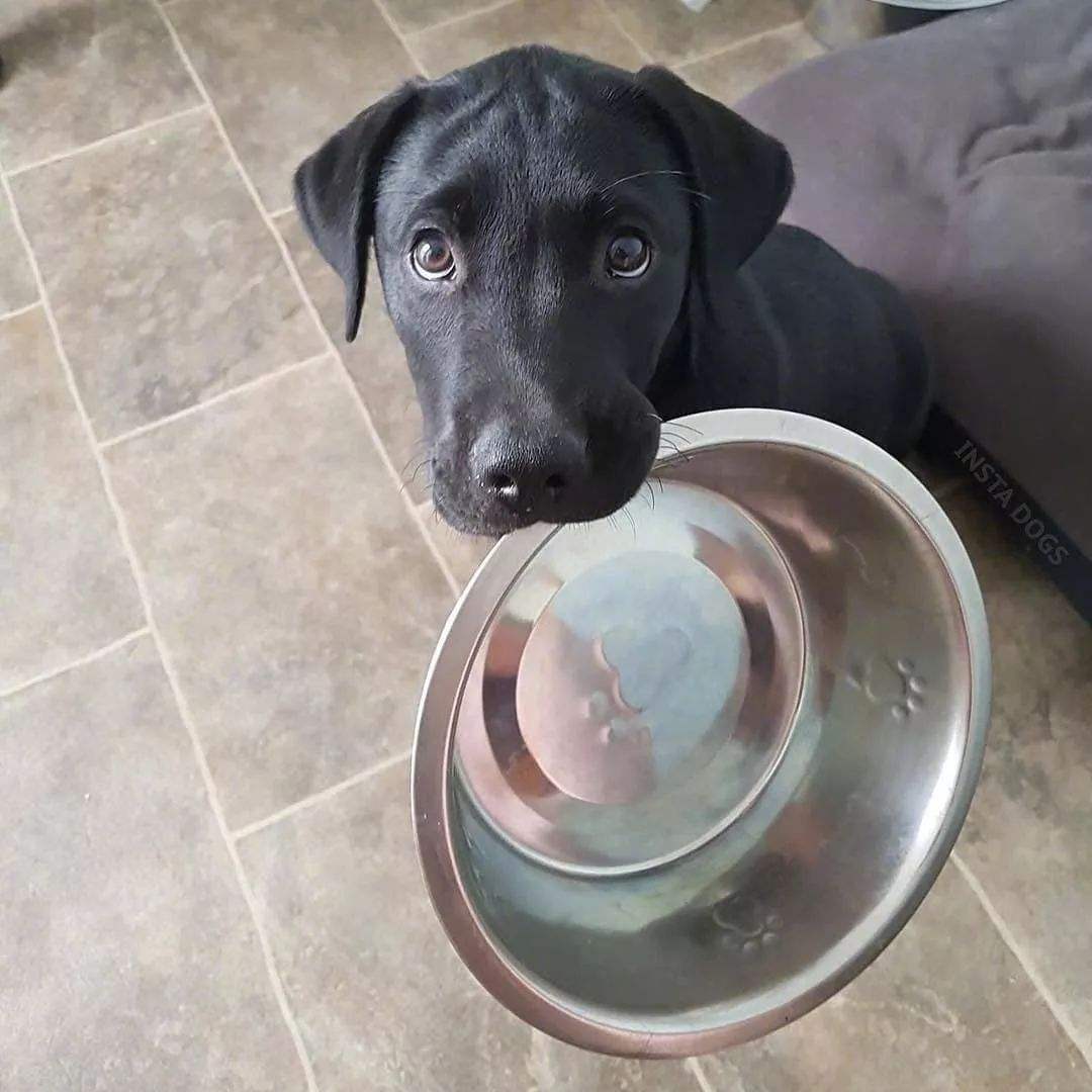 幼犬吃什么牌子的狗粮好经济实惠,幼犬狗粮吃什么牌子好