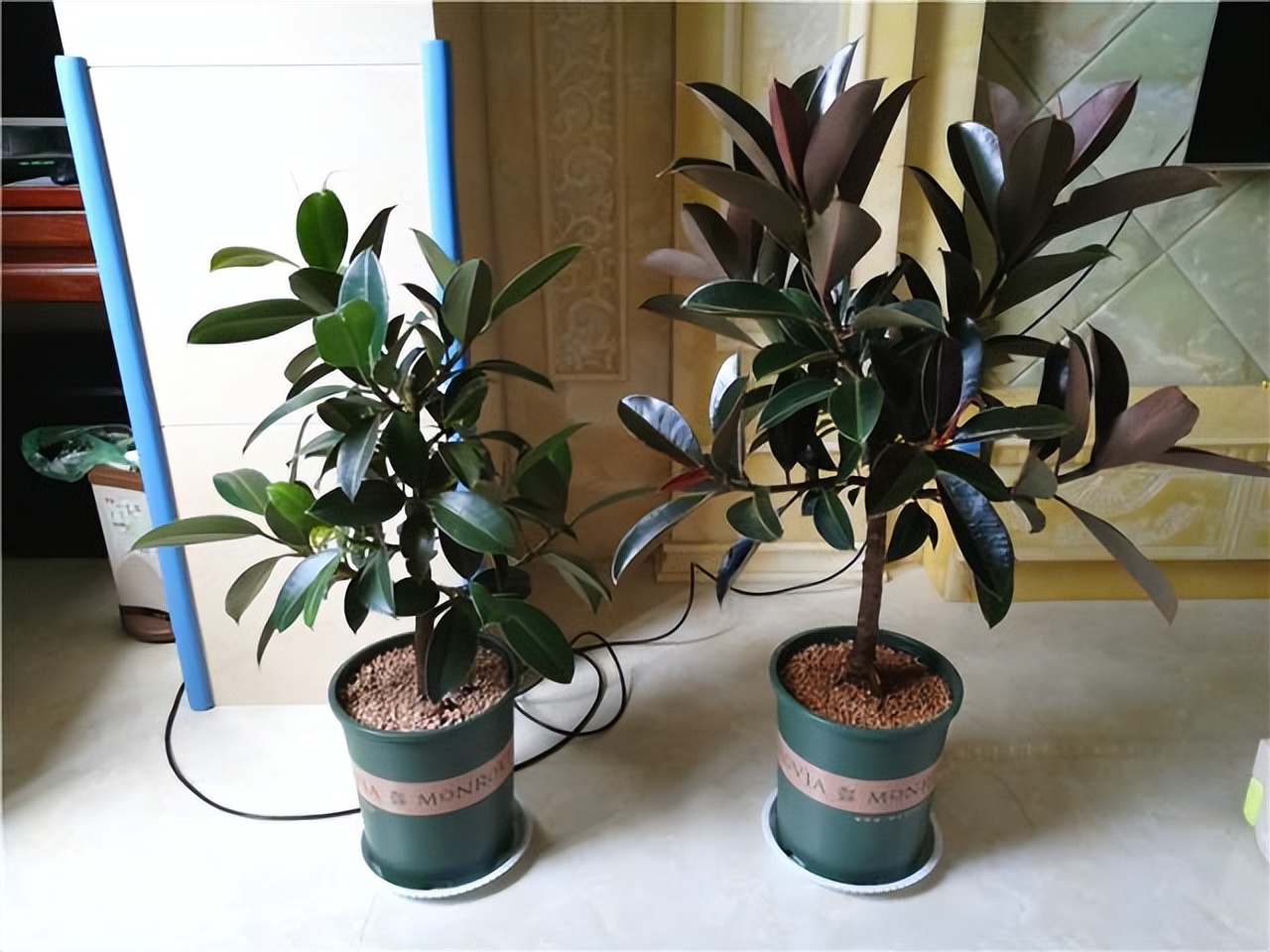 家里养哪种绿植好养且净化空气,除甲醛最好的绿植花