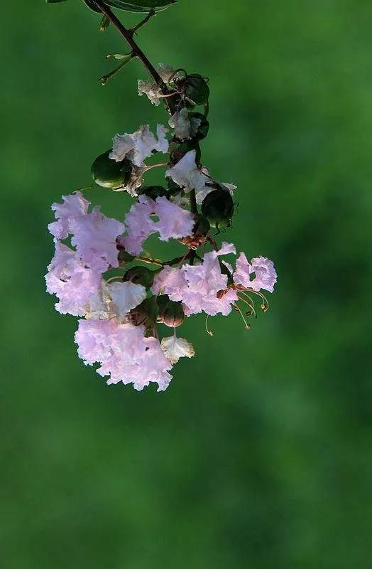 紫薇花壁纸高清全屏,唯美紫壁纸