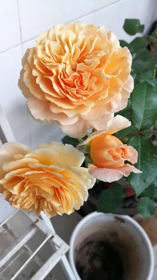 月季品种醉花,月季品种大全及图片欣赏